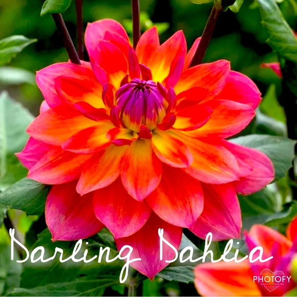 Meet your Posher, Lindsay for Darling Dahlia Shop - Picture 1 of 1